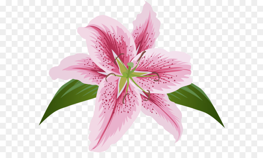 Flor Lilium A Flora O Da Planta Png Transparente Gr Tis