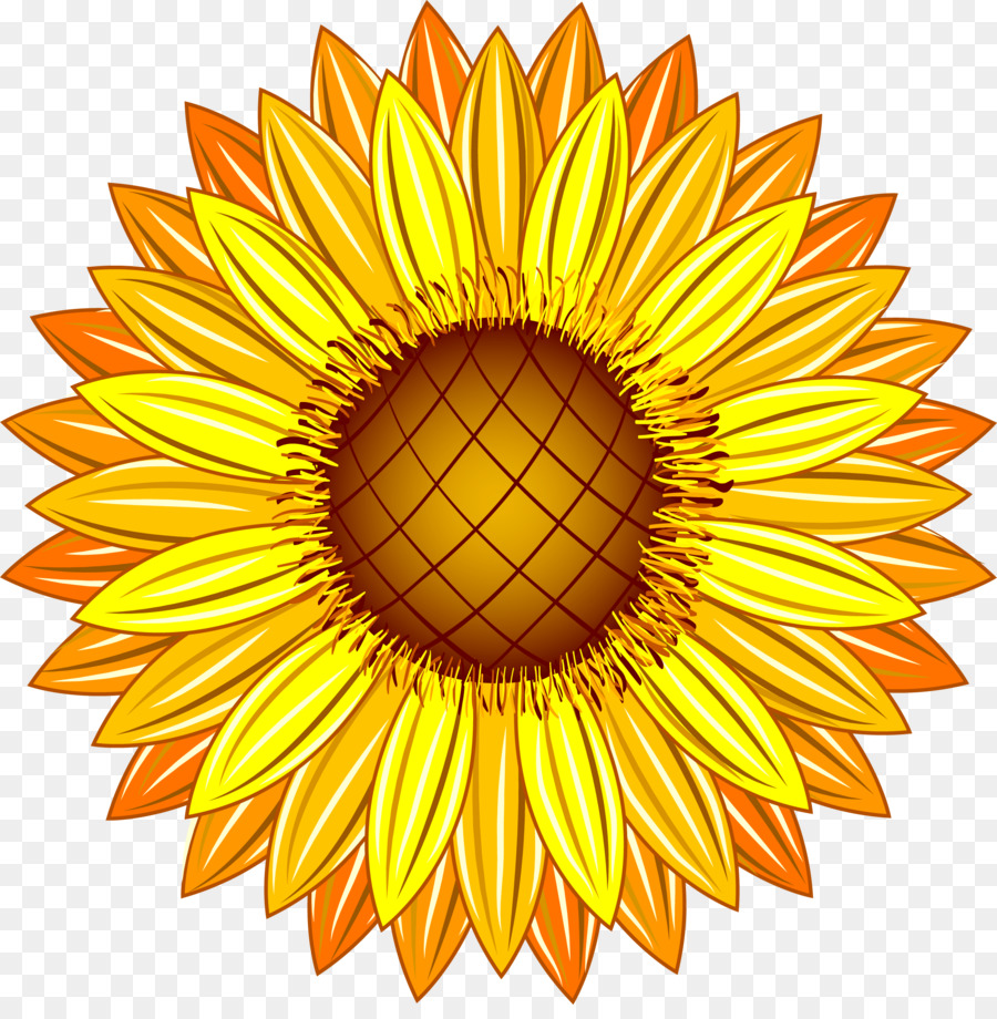 Comum De Girassol Flor Amarelo Png Transparente Gr Tis