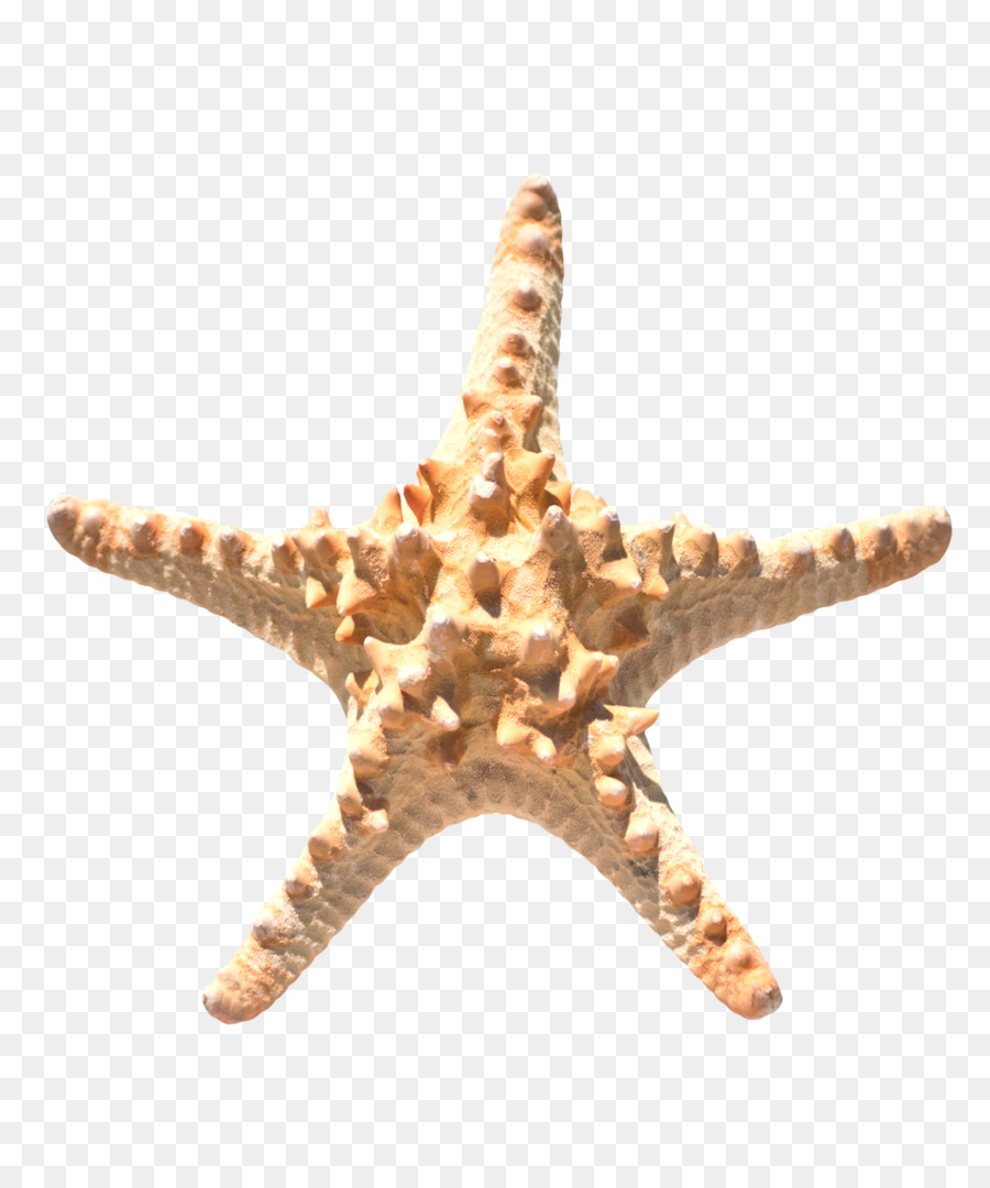 Estrela Do Mar Brown Echinoderm Png Transparente Gr Tis