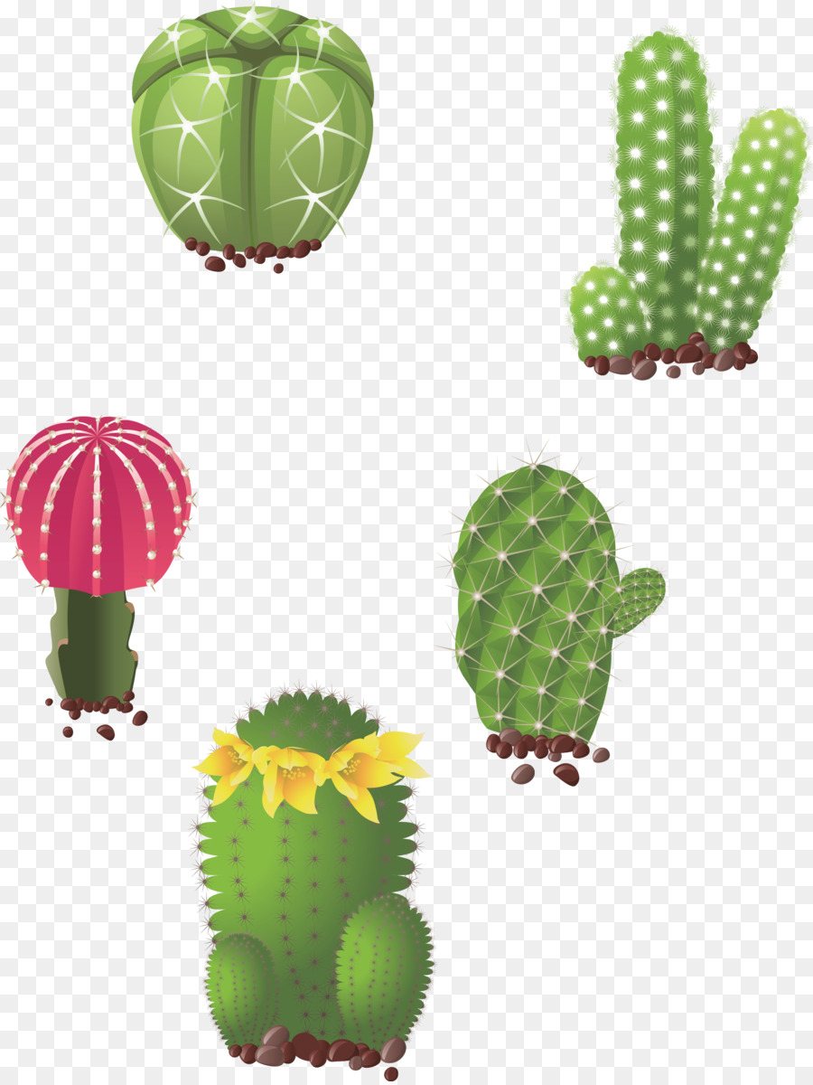 Cactaceae Suculenta Planta Desenho png transparente grátis