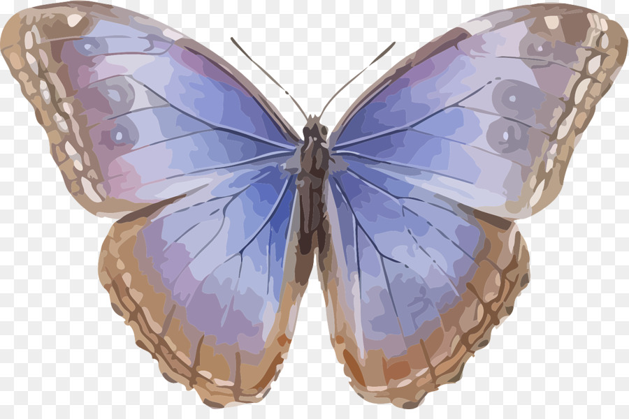 Borboleta O Morpho Helenor O Morpho Peleides Png Transparente Gr Tis