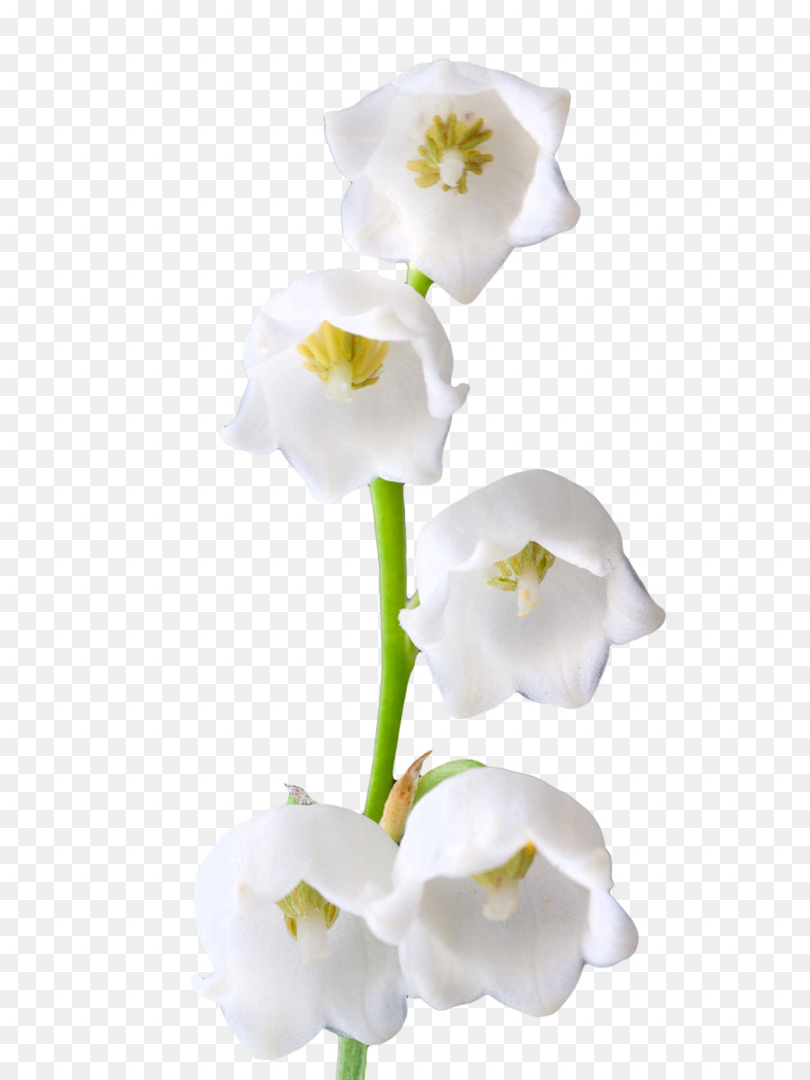 L Rio Do Vale Lilium Candidum Flor Png Transparente Gr Tis