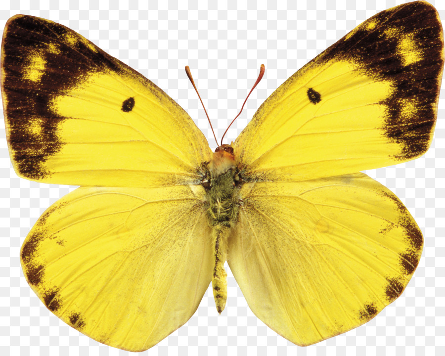 Borboleta De Polinizadores Compressão Sem Perdas png transparente grátis