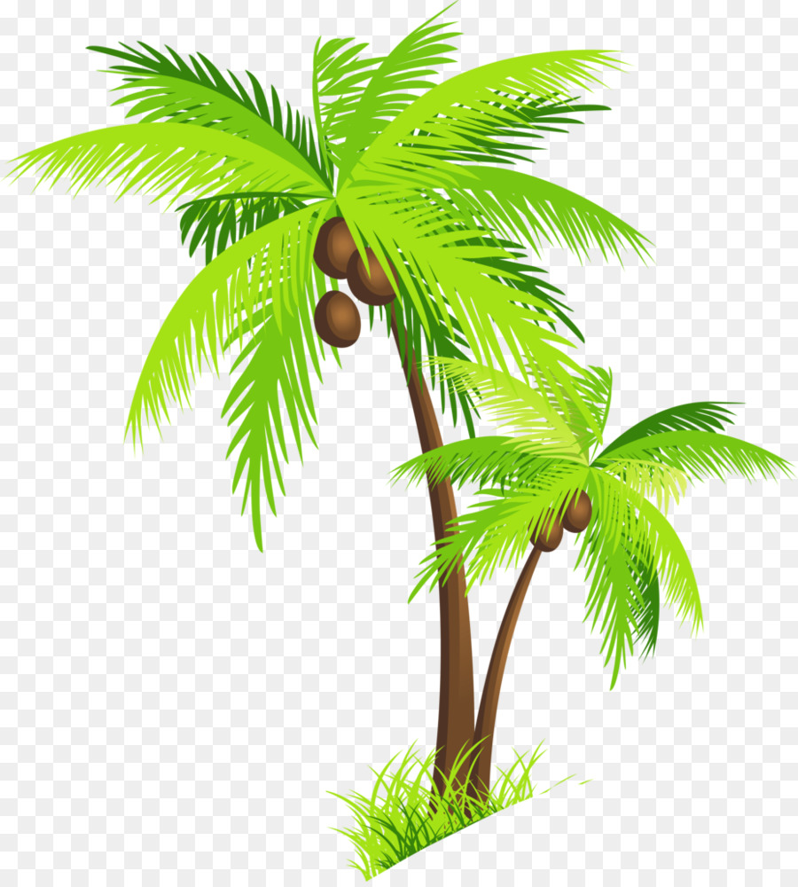 árvore Arecaceae Coco png transparente grátis