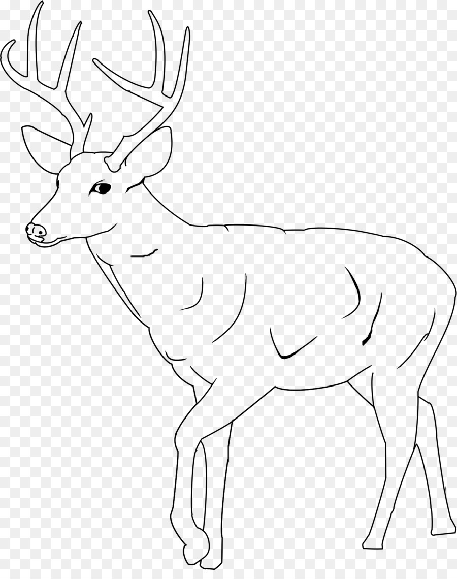 Whitetailed Veado Deer Livro De Colorir png transparente grátis