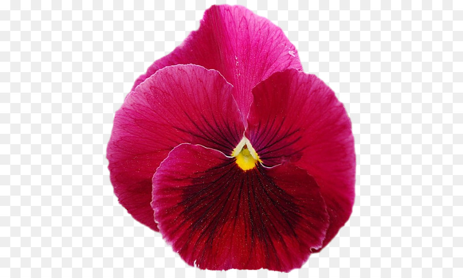 Pansy Magenta Planta Anual png transparente grátis