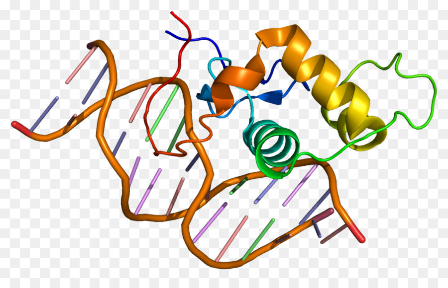 Estrogenrelated Receptores Alfa Receptor Estrogenrelated Receptor De