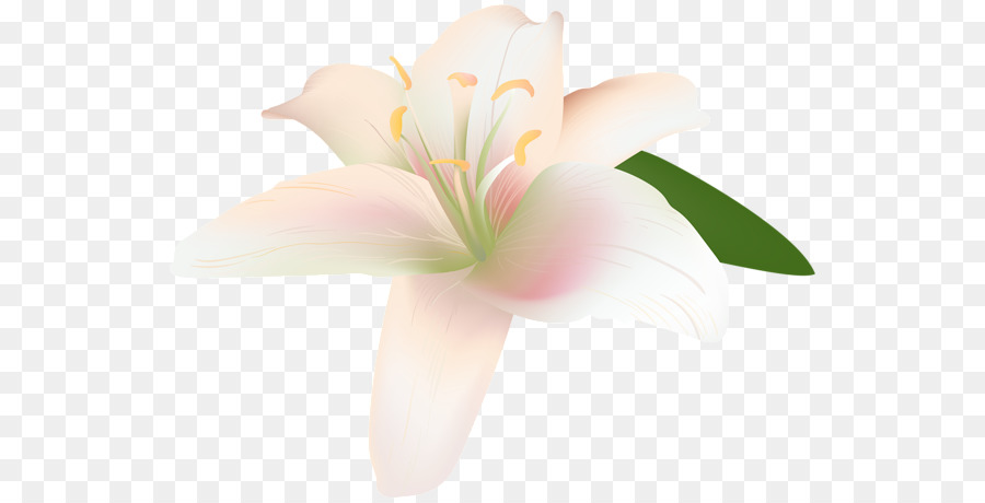 Lilium Flor Buqu De Flores Png Transparente Gr Tis