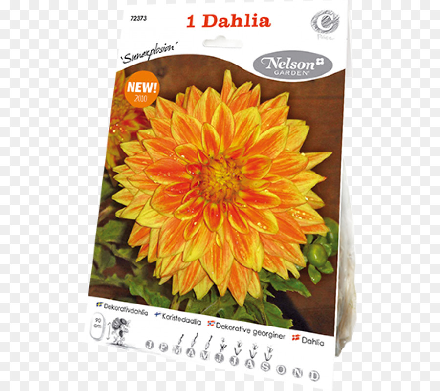 Comum De Girassol Semente De Girassol Dahlia png transparente grátis