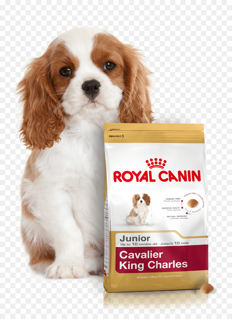 Cavalier King Charles Spaniel King Charles Spaniel Filhote De