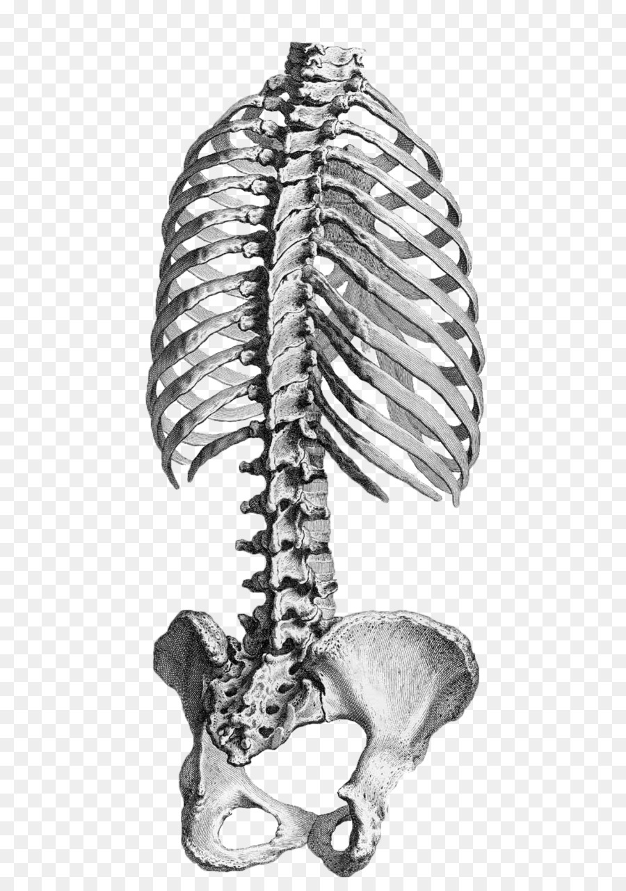 Anatomia Costelas Coluna Vertebral Png Transparente Gr Tis The Best