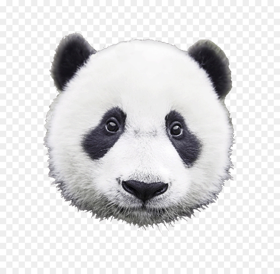 Panda Gigante Urso Panda Vermelho png transparente grátis