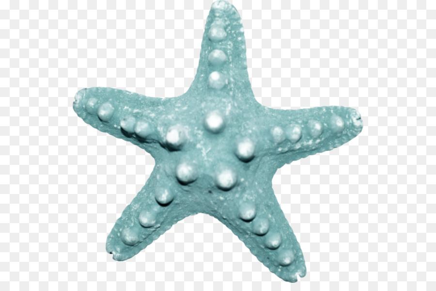 Estrela Do Mar Mar Echinoderm png transparente grátis