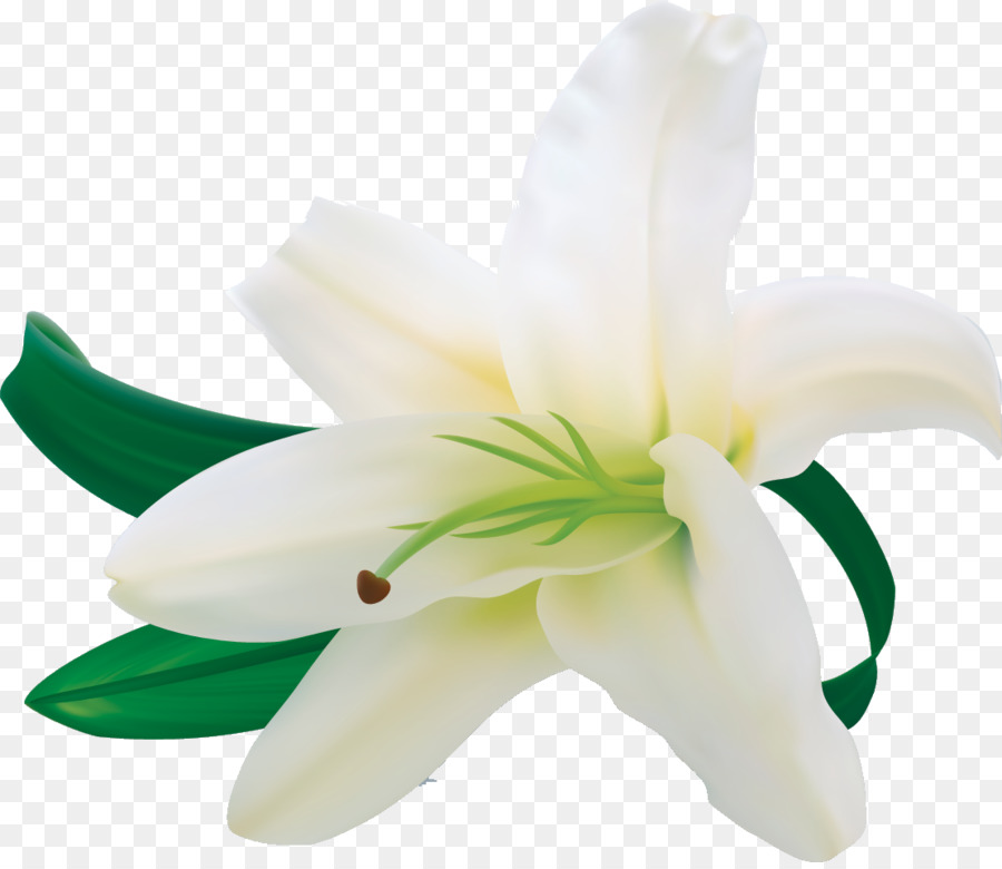 Lilium Flor Cdr Png Transparente Gr Tis