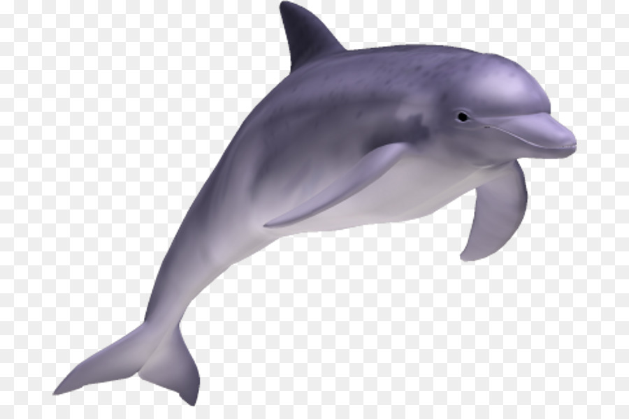 Golfinhocomum Shortbeaked Golfinhocomum Roughtoothed Dolphin Png