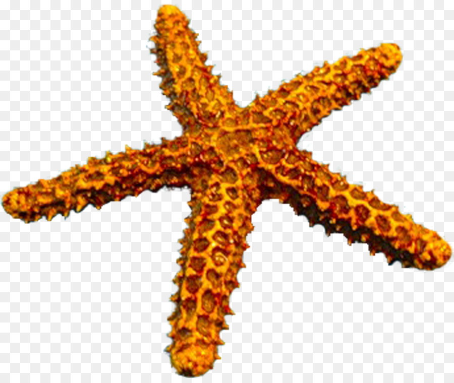 Estrela Do Mar Echinoderm Gr Ficos De Quadricula O Png Transparente