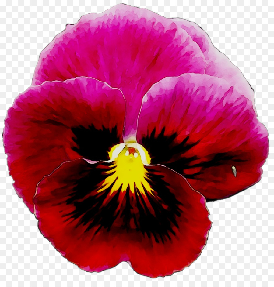 Pansy Planta Anual Magenta png transparente grátis