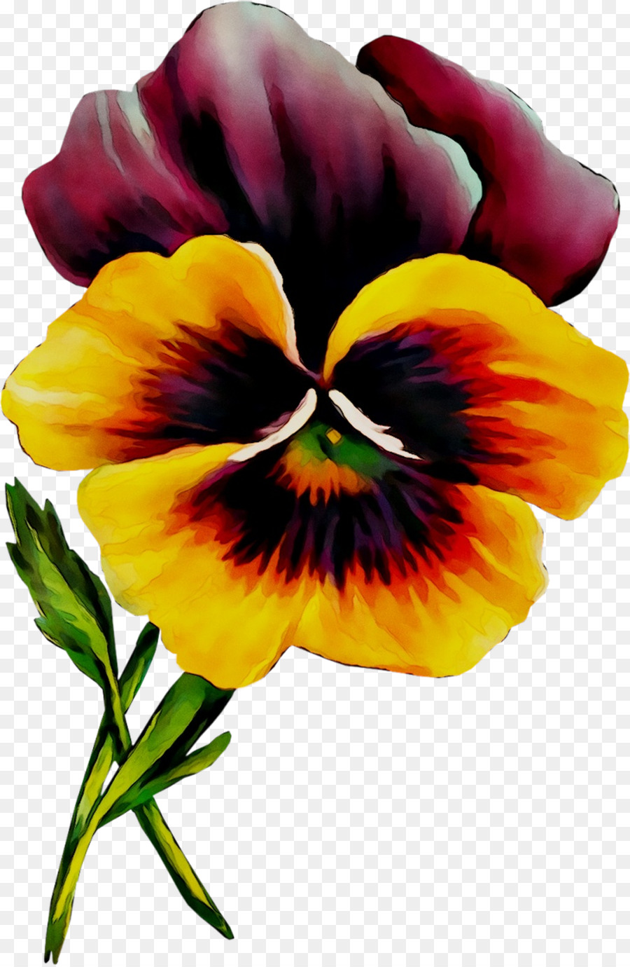 Pansy Planta Anual Violeta Png Transparente Gr Tis