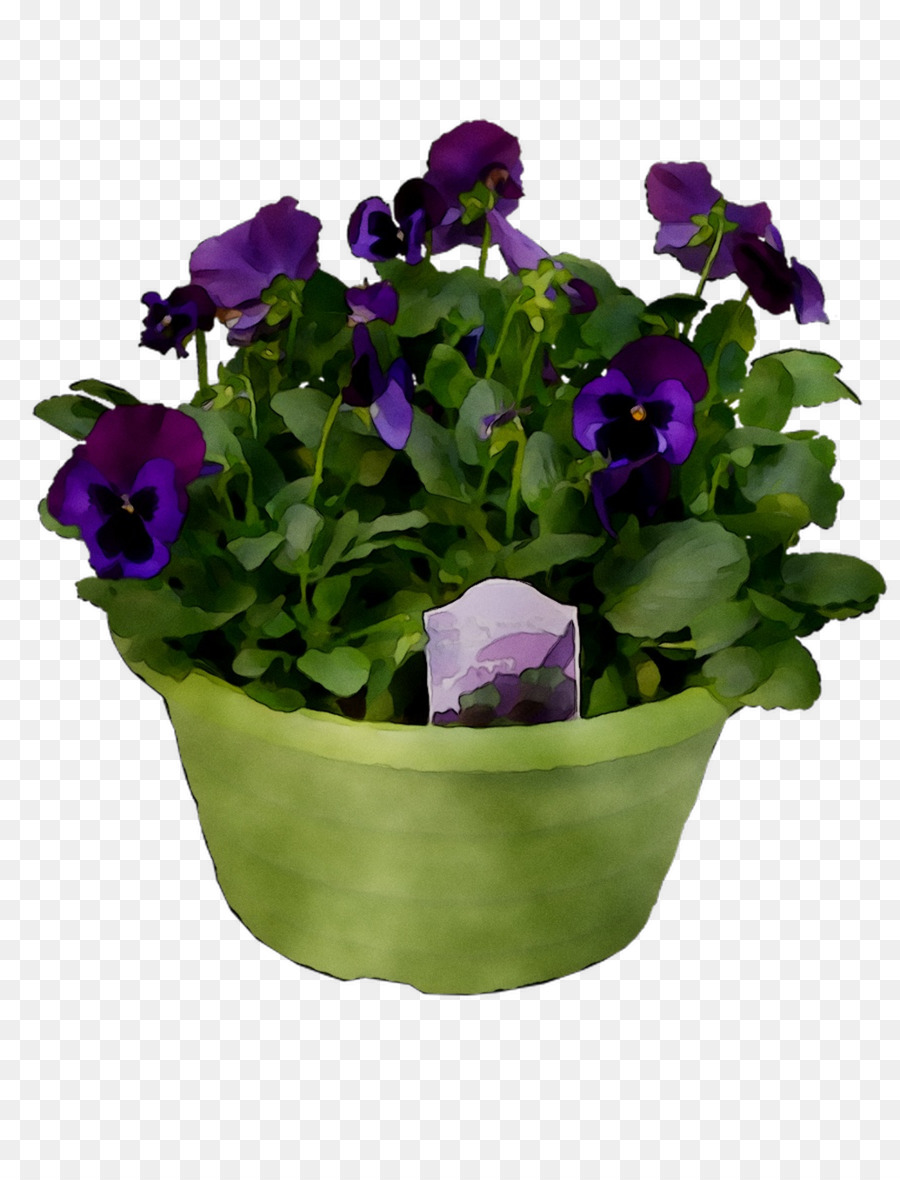 Pansy Flores De Corte Planta Anual png transparente grátis