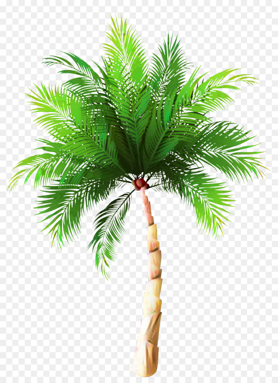 Palmeiras Asi Tica Palmyra Palma Sabal Palm Png Transparente Gr Tis