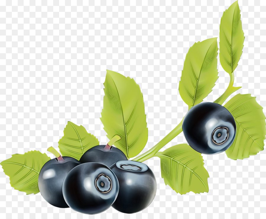 Boldo Mirtilo Huckleberry png transparente grátis