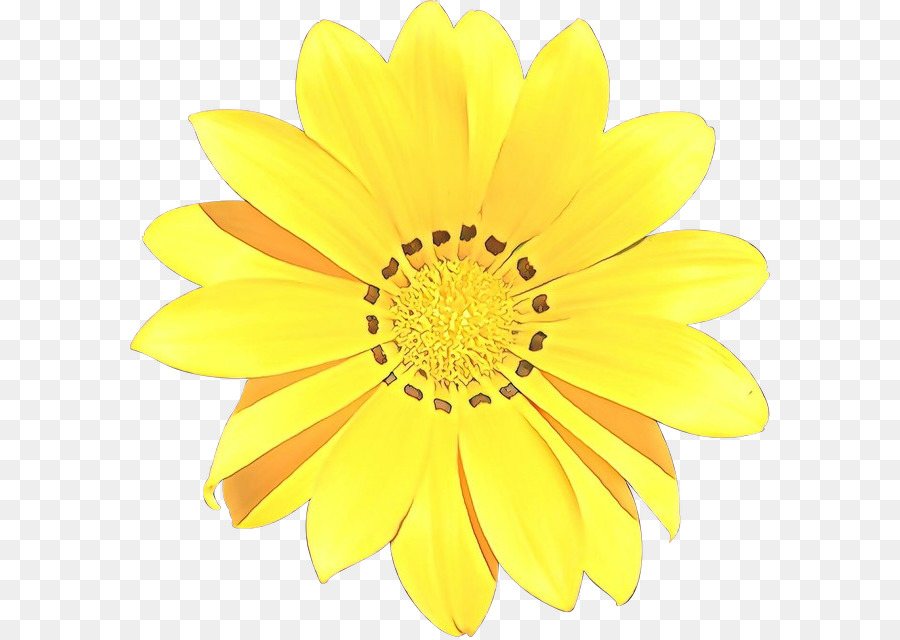 Flor Comum Daisy Amarelo Png Transparente Gr Tis