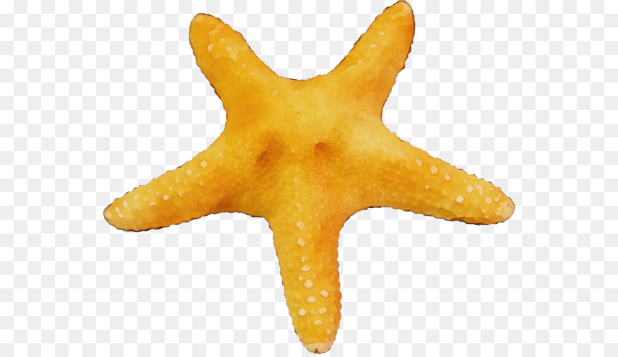 Estrela Do Mar Echinoderm Biologia Marinha png transparente grátis