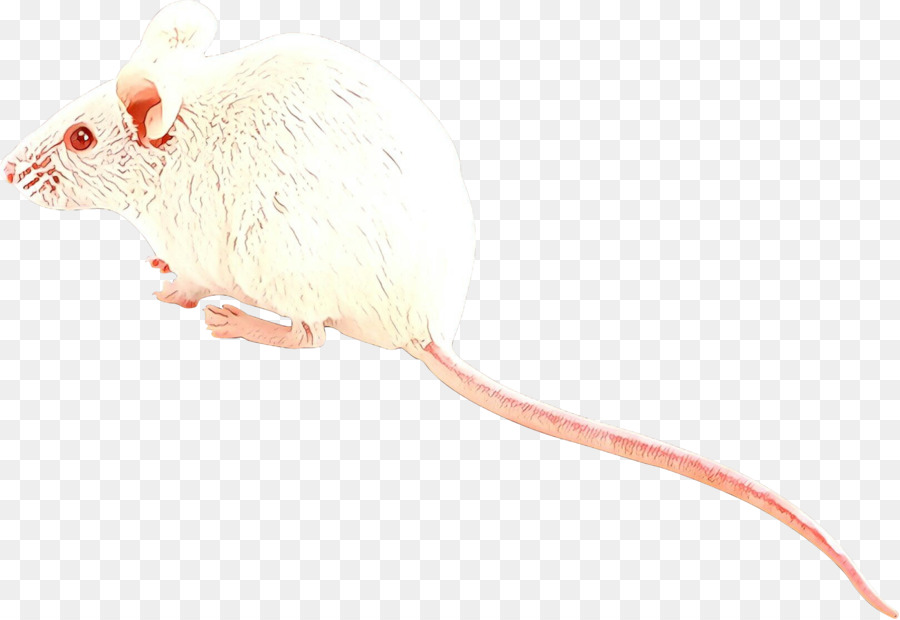 Mouse O Brinquedo Do Gato Rat Png Transparente Gr Tis