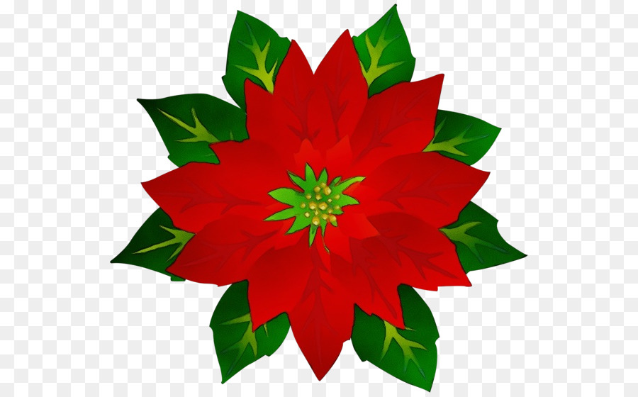 Flor Poinsettia Vermelho Png Transparente Gr Tis