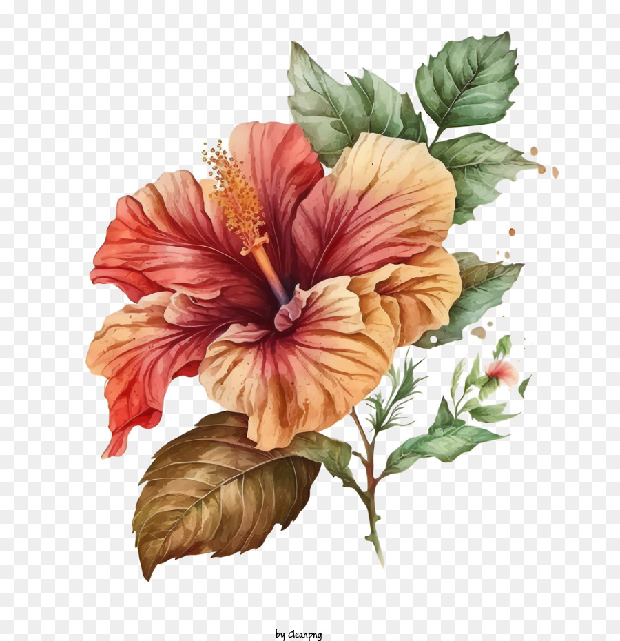 Aquarela Do Hibiscus Flor De Hibisco Png Transparente Gr Tis