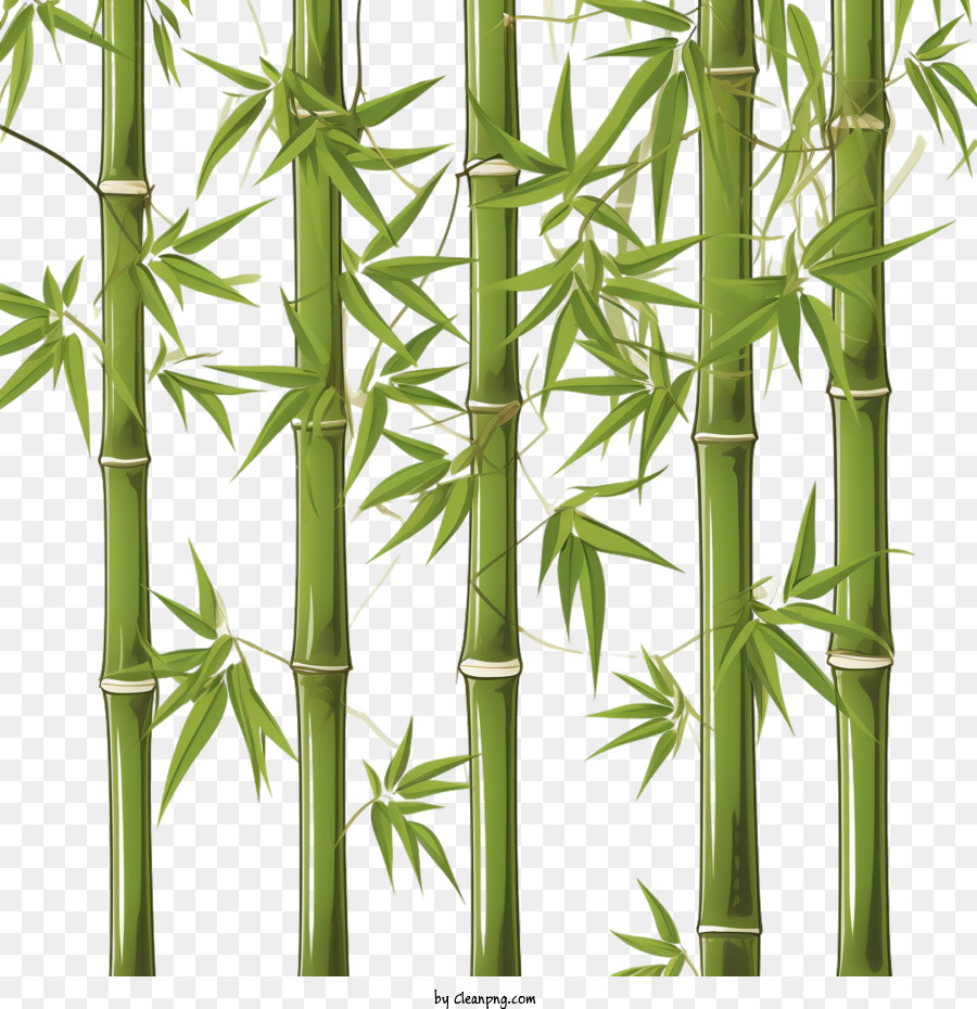 Bambu Verde Planta De Bambu png transparente grátis