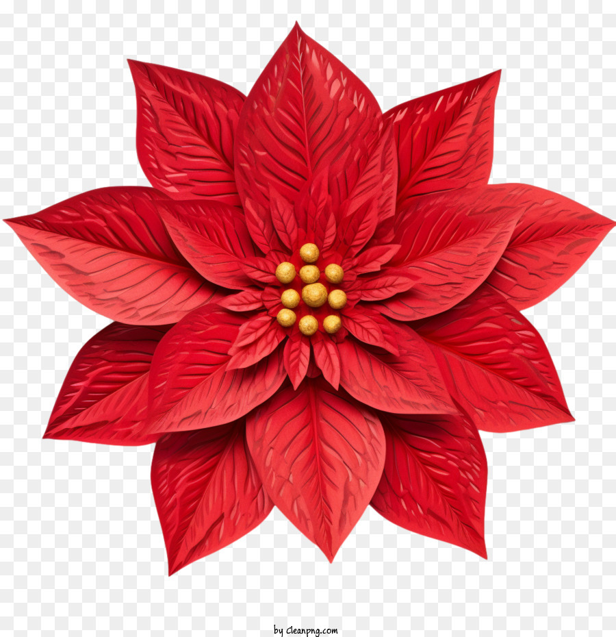 Poinsettia Red Poinsettia Flor Png Transparente Gr Tis