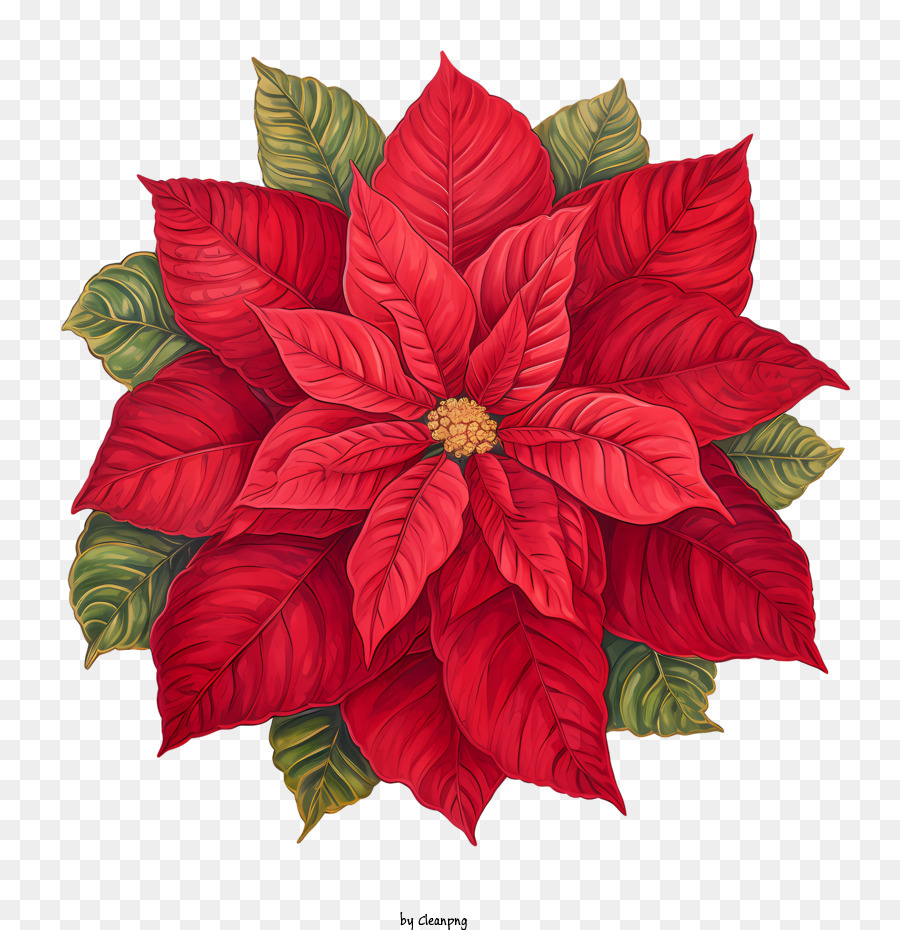 Poinsettia Vermelho Flor Png Transparente Gr Tis