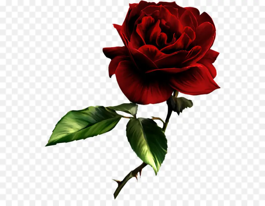 Melhor Rosas，Rosa PNG