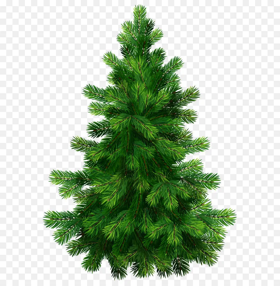 Nobre Fir，Pine PNG