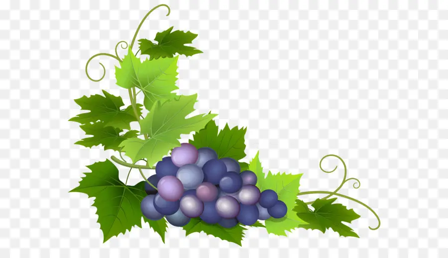 Uvas，Videira PNG