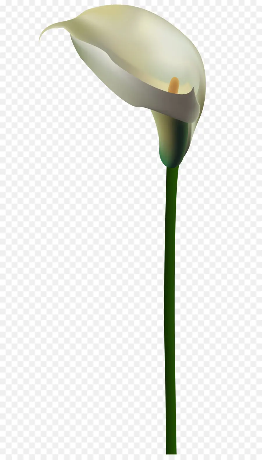 Calla Lírio，Plantar PNG