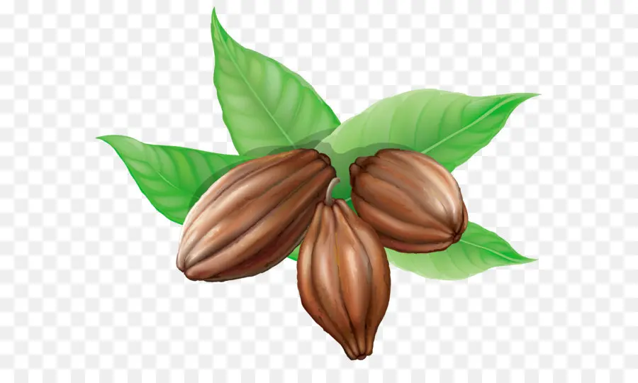 Theobroma Cacau，A Quente De Chocolate PNG