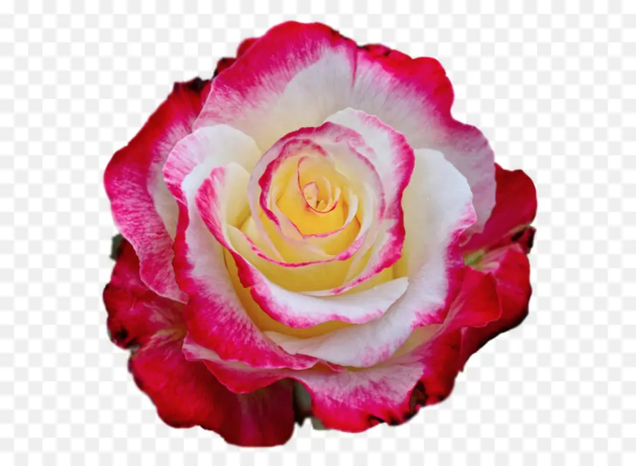 Rosa，Flor PNG