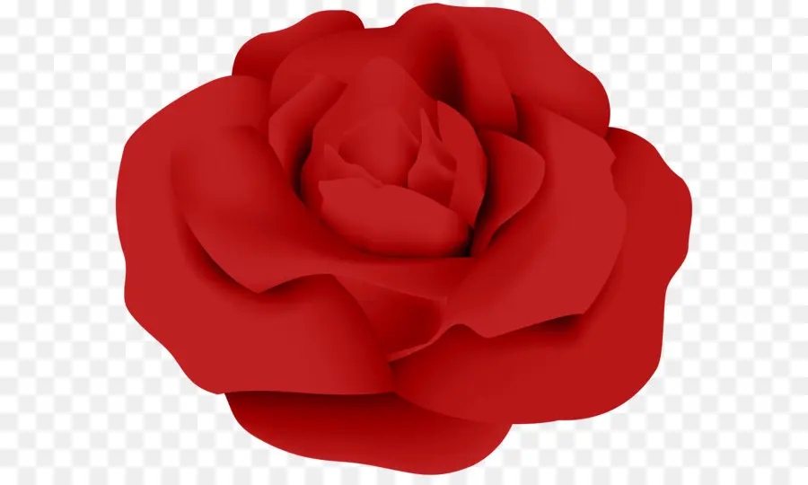 Rosa，Rosaceae PNG
