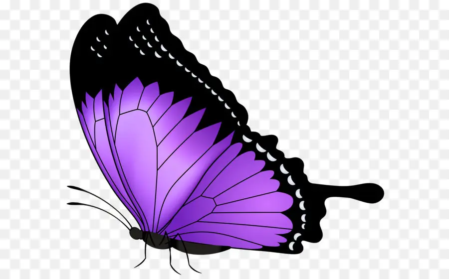 Borboleta，Roxo PNG