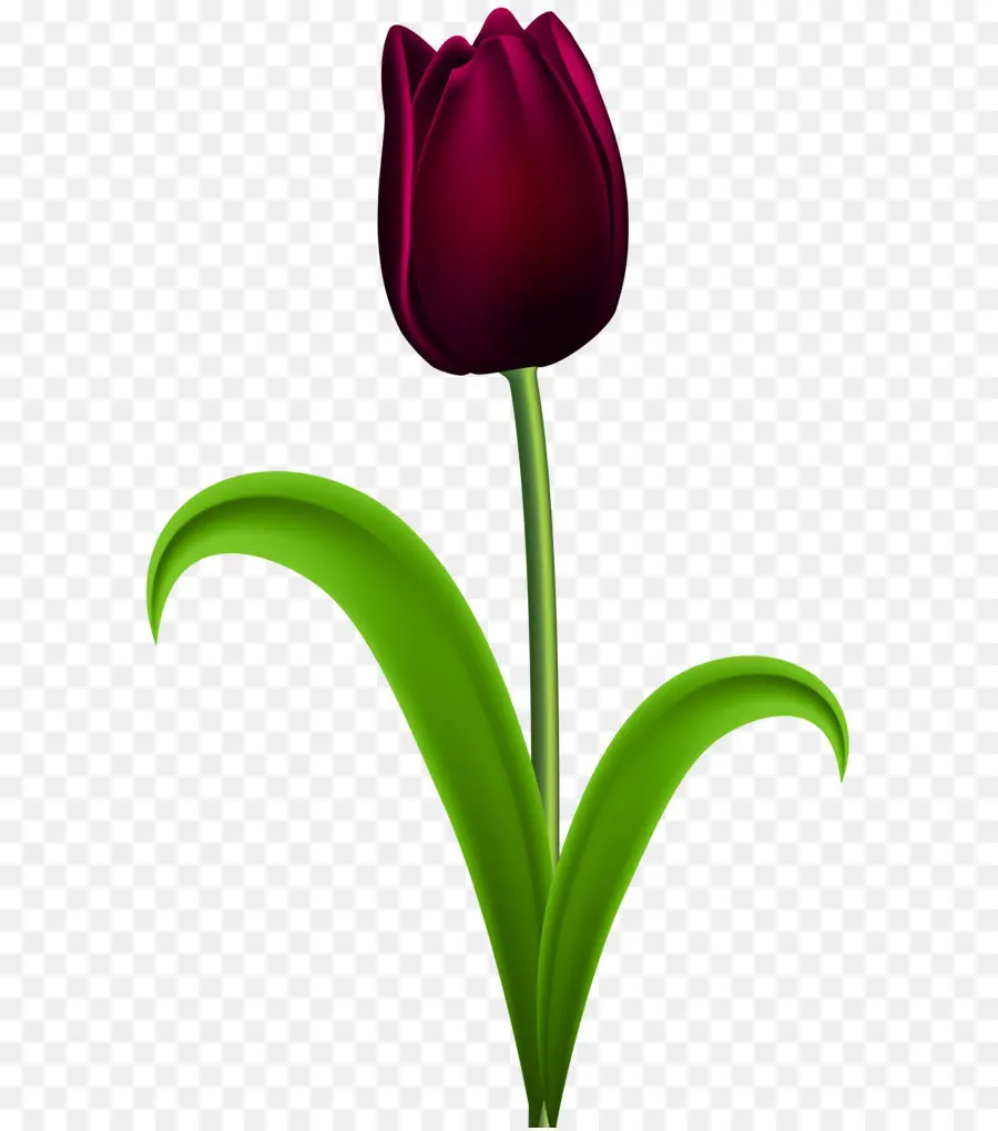Tulip，Ambiente De Trabalho Papel De Parede PNG