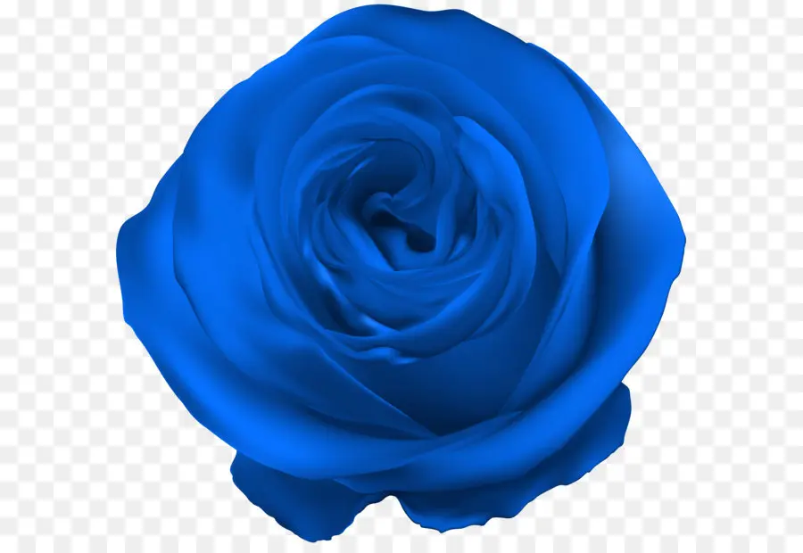 Centifolia Rosas，Azul Rosa PNG