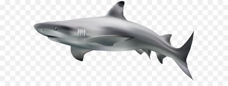 Requiem Tubarão，Tubarão Martelo Tubarão PNG