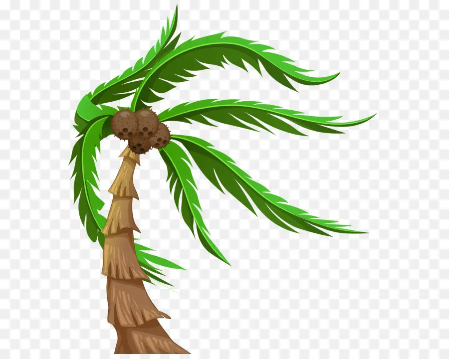 Arecaceae，Coco PNG