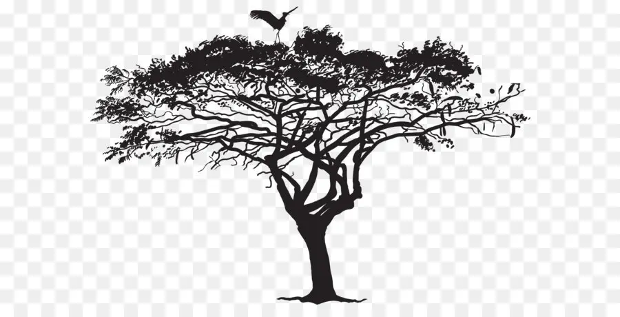 Aves，árvore PNG