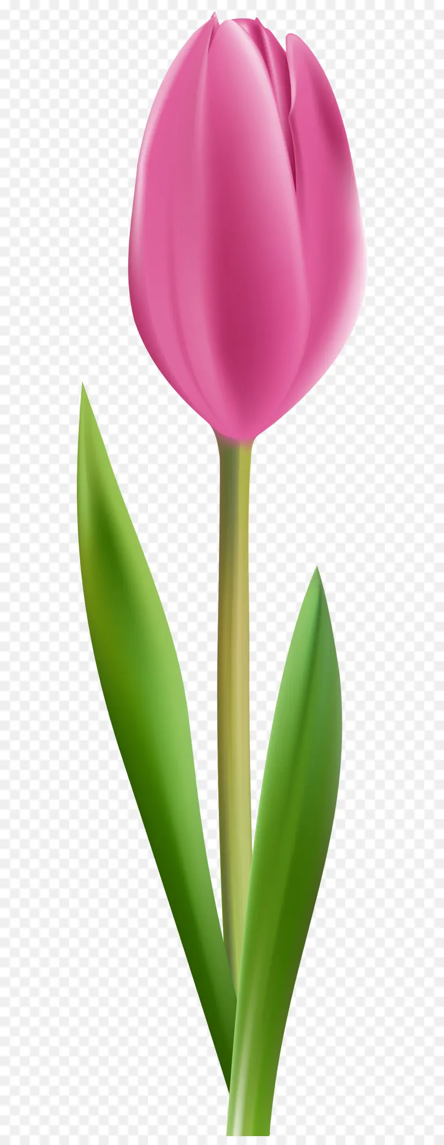 Tulipa，Plantar PNG