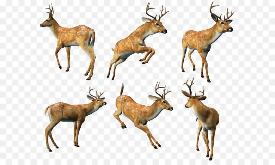 Deer，Filhote De Cachorro PNG