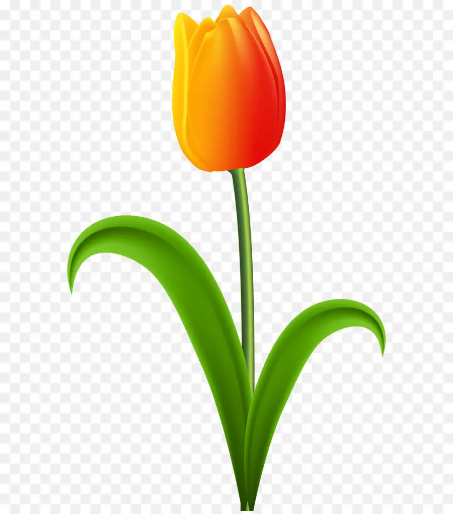 Tulipa Laranja，Tronco PNG