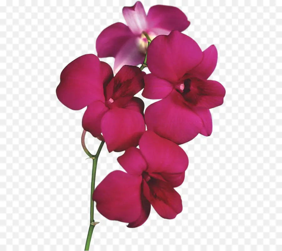 Senhora S Chinelo Orquídeas，Flor PNG